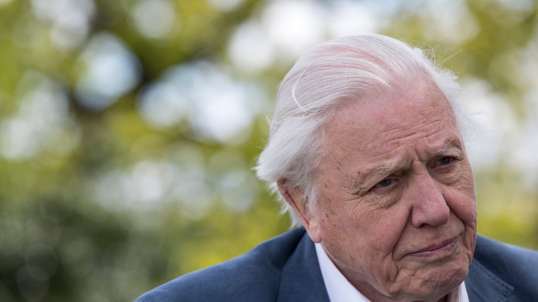 Sir David said animals were being &#39;strangled&#39; by plastic in the sea