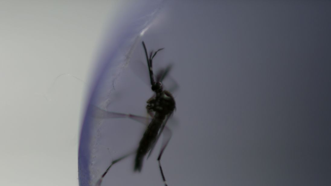 Dengue is spread by mosquitoes