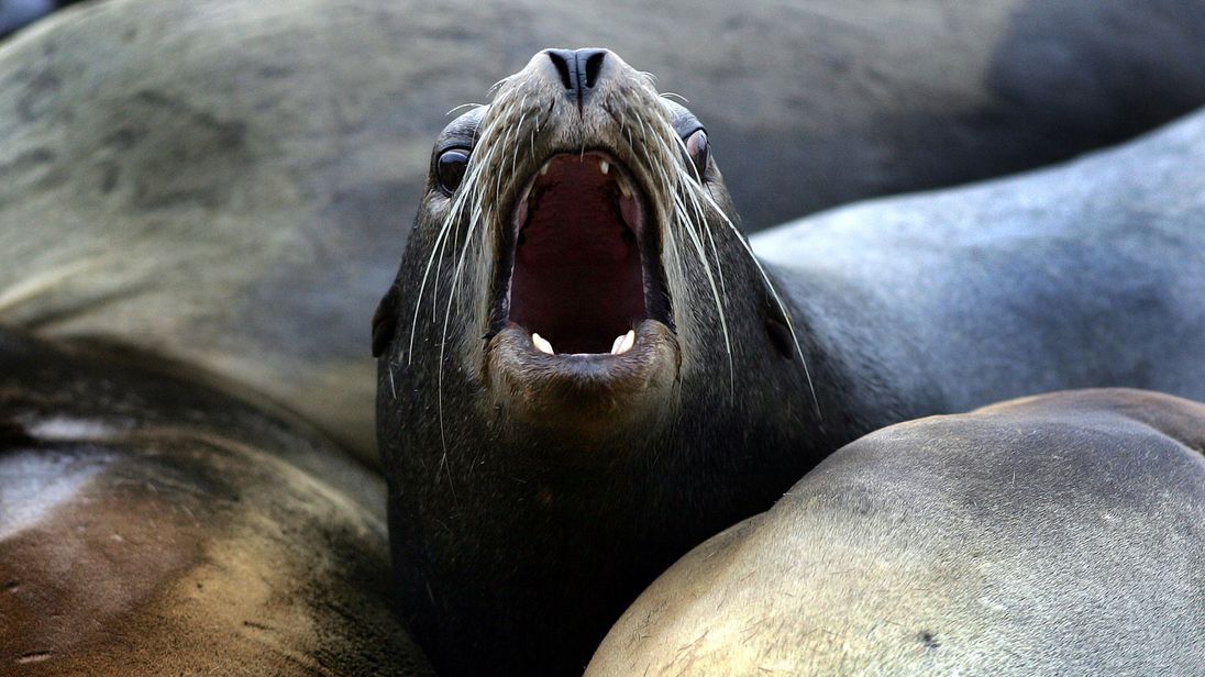 Two sea lion attacks lead to cove closure in San Francisco