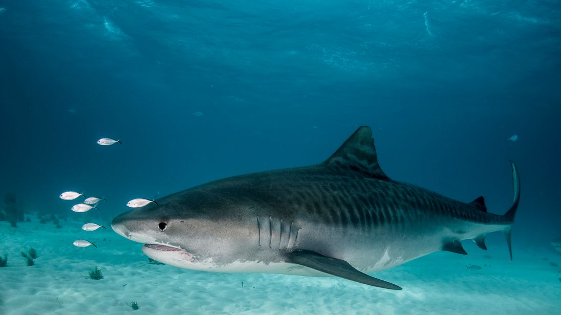 Tiger shark kills American tourist diving off Costa Rican coast