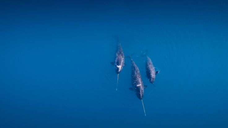 Three narwhals swim in the Arctic Ocean