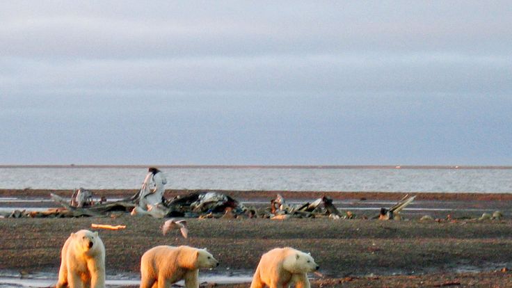 Three polar bears are seen on the Beaufort Sea coast 