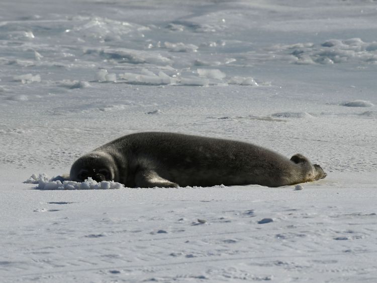 The area is home to seals, killer whales and mink whales
