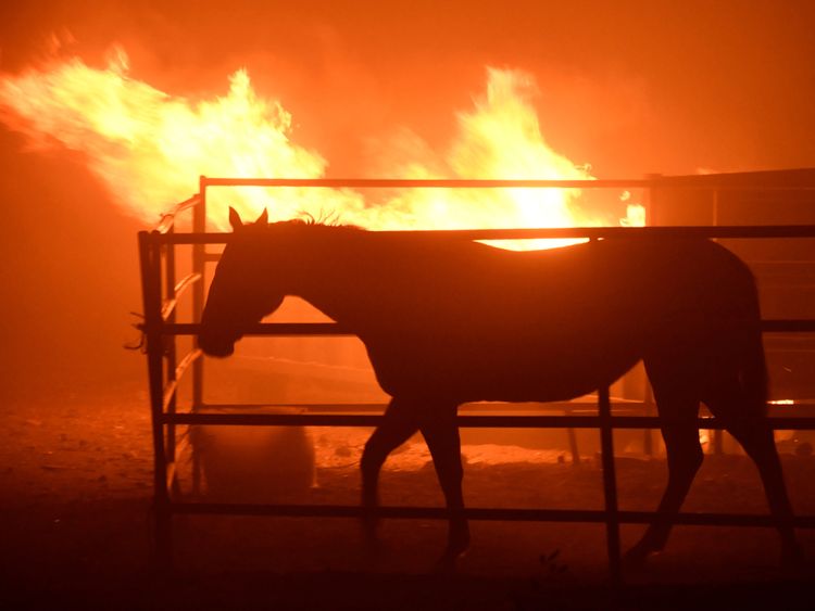 A horse which was left behind after an early-morning Creek Fire that broke out in the Kagel Canyon area in the San Fernando Valley