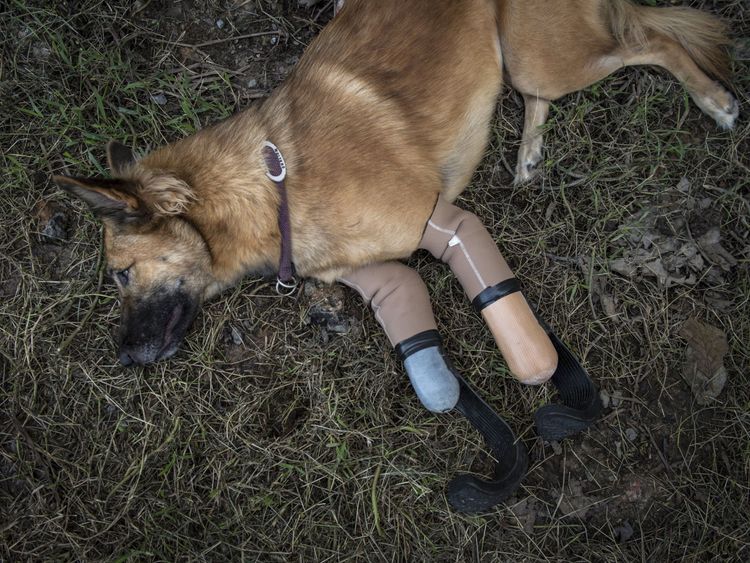 Cola relaxes after being able to run in his new 'blade runner' prosthetics
