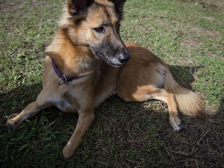 Cola with his 'stumps'. His legs were maimed after he gnawed some boots