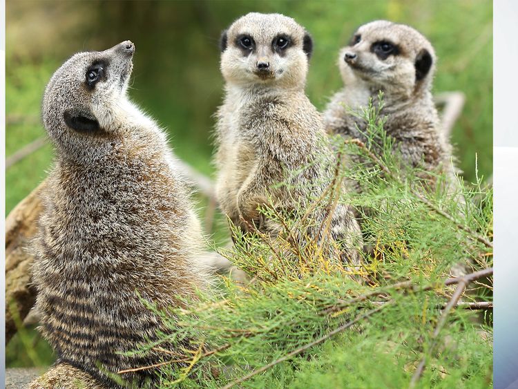 Four meerkats are currently missing after the fire Pic:ZSL London Zoo