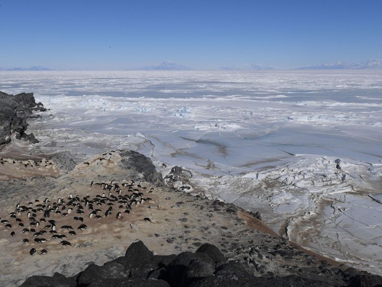 Adelie and emperor penguins call the Ross Sea area home
