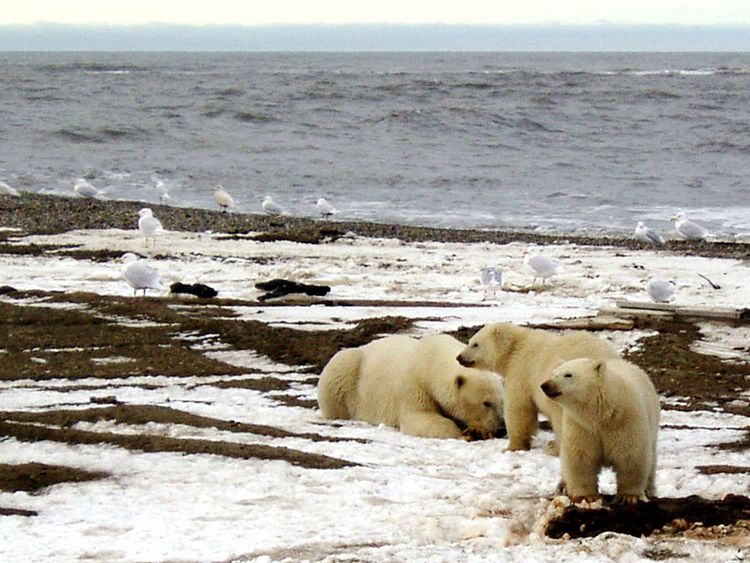 A polar bear sow and two cubs are seen on the Beaufort Sea coast 