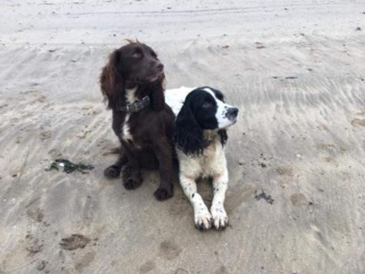 Two of the other spaniels stolen - Amber and Ruby