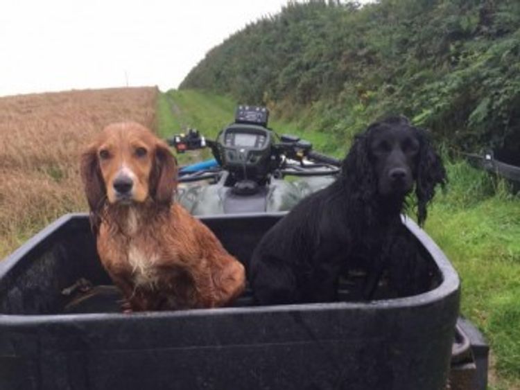 Two of the three dogs stolen from the kennels in North Molton