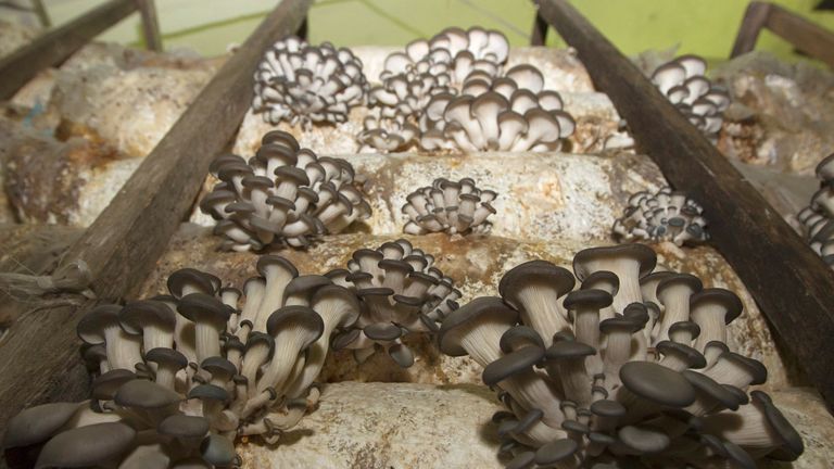 Mushrooms in Belarus