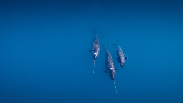 Three narwhals swim in the Arctic Ocean