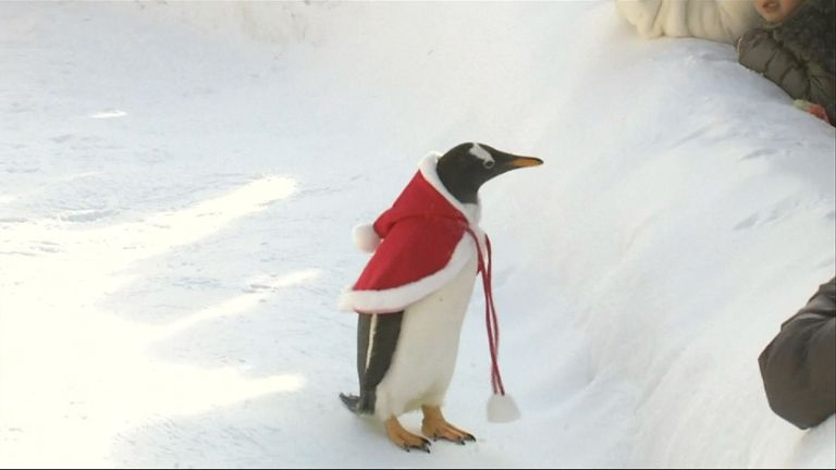 This penguin does not look exactly overjoyed to be wearing a cloak