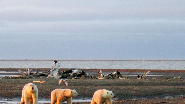 Three polar bears are seen on the Beaufort Sea coast 