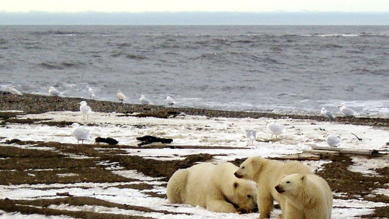 A polar bear sow and two cubs are seen on the Beaufort Sea coast 