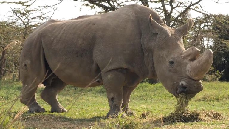 Dozens of ultra runners will take to the Kenyan bush to help save the rhinos 