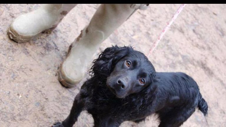 The animals were taken from kennels in North Molton