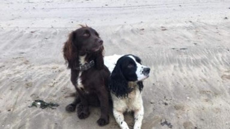 Two of the other spaniels stolen - Amber and Ruby