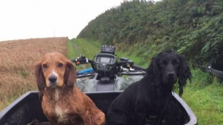 Two of the three dogs stolen from the kennels in North Molton