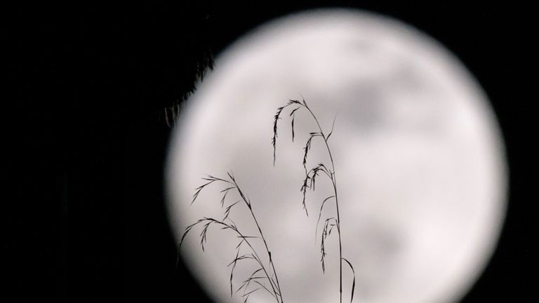 A &#39;supermoon&#39; is seen behind plants on a balcony of a residential block in Hong Kong on December 3, 2017. The lunar phenomenon occurs when a full moon is at its closest point to earth