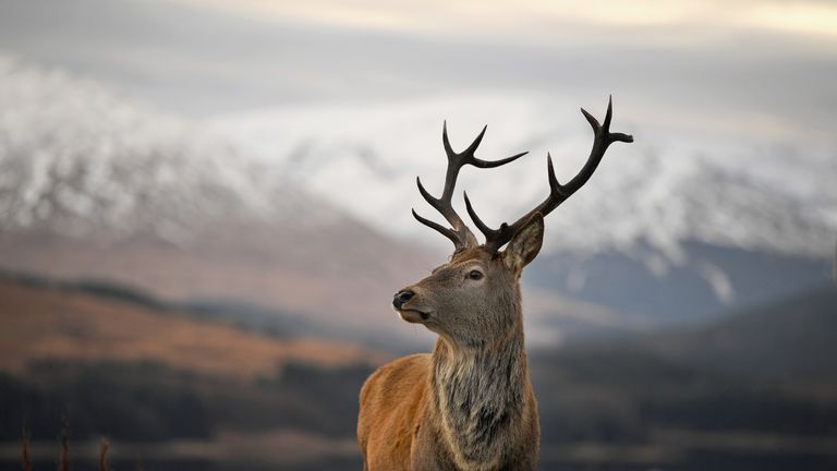 A stag on a frosty Glen Coe morning. There&#39;s more snow to come