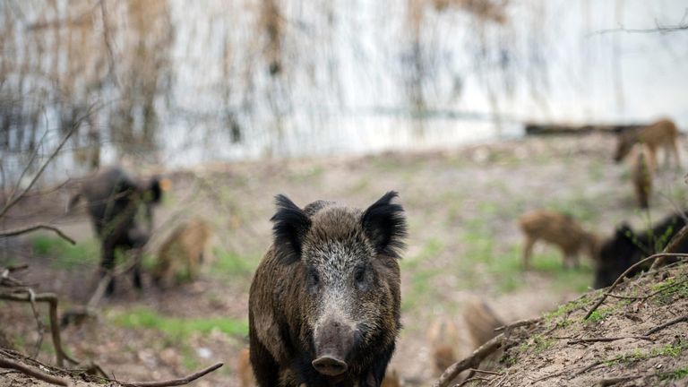 The unnamed hunter was trying to shoot a boar in Germany when it attacked him