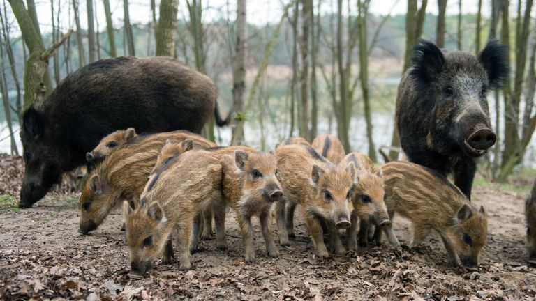 About 500,000 wild boar are killed in Germany each year, but experts say that is not enough as they are so populous