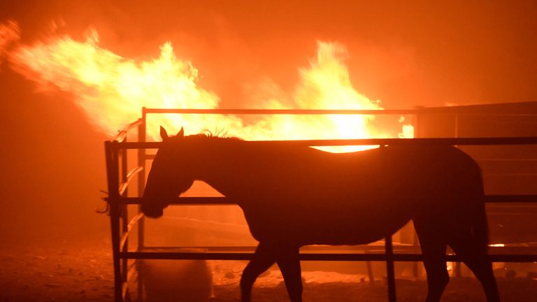 A horse which was left behind after an early-morning Creek Fire that broke out in the Kagel Canyon area