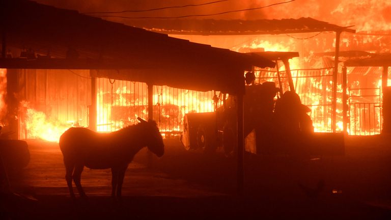 Live stock animals try to keep away from the flames