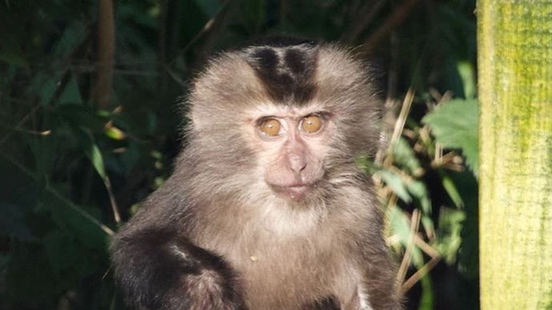 Camperdown Wildlife Centre welcomed lion-tailed macaques in October. Pic: @CamperdownWild