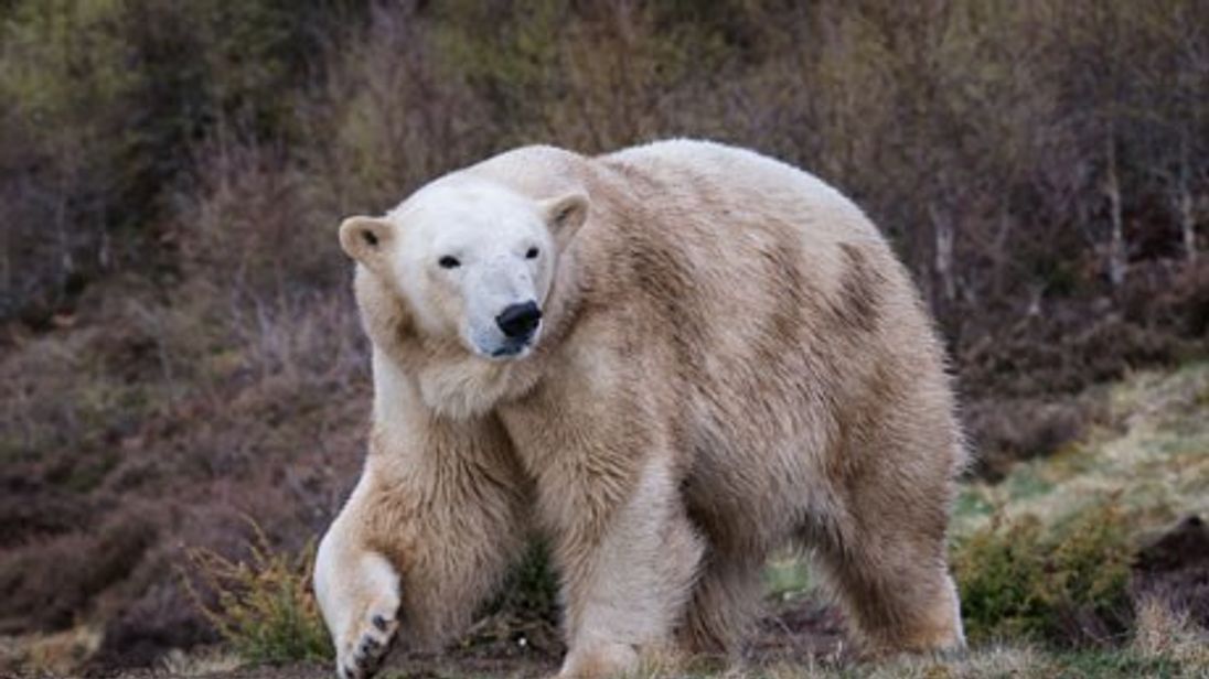 First polar bear born in the UK for 25 years