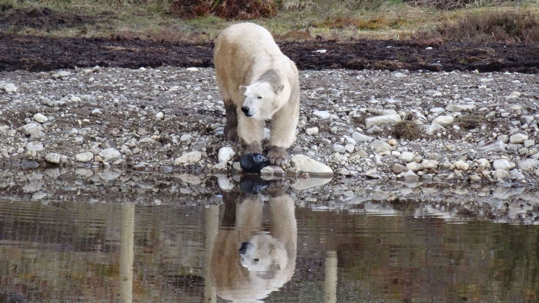Victoria the polar bear                      