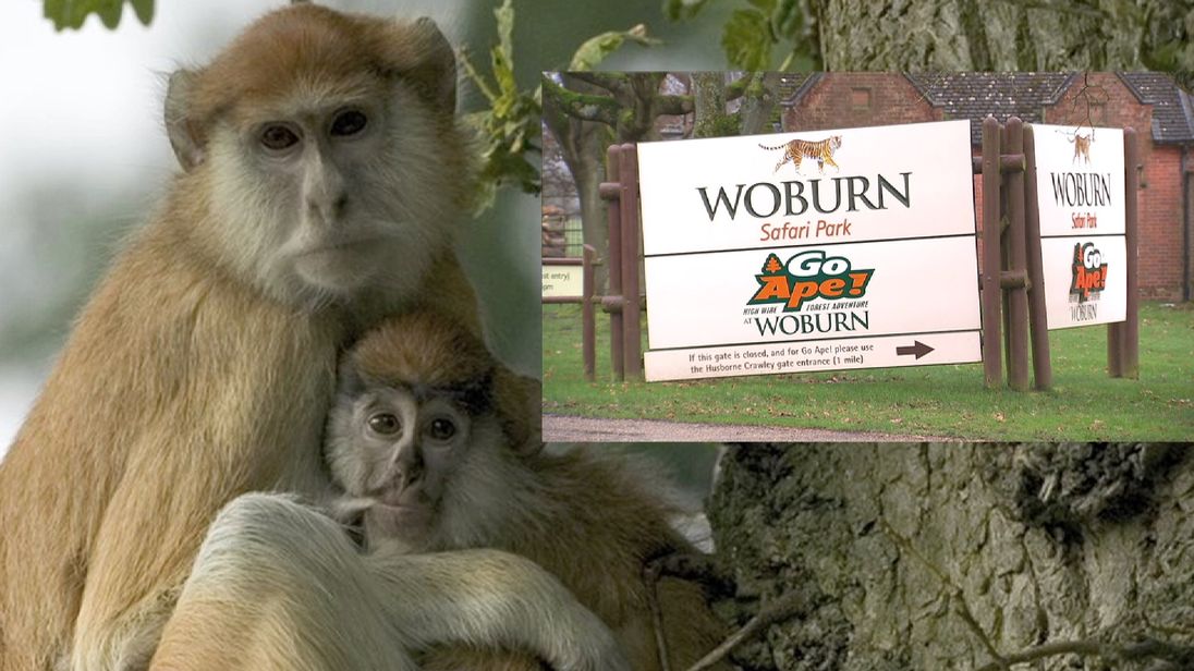 The monkeys were killed in a fire in their enclosure