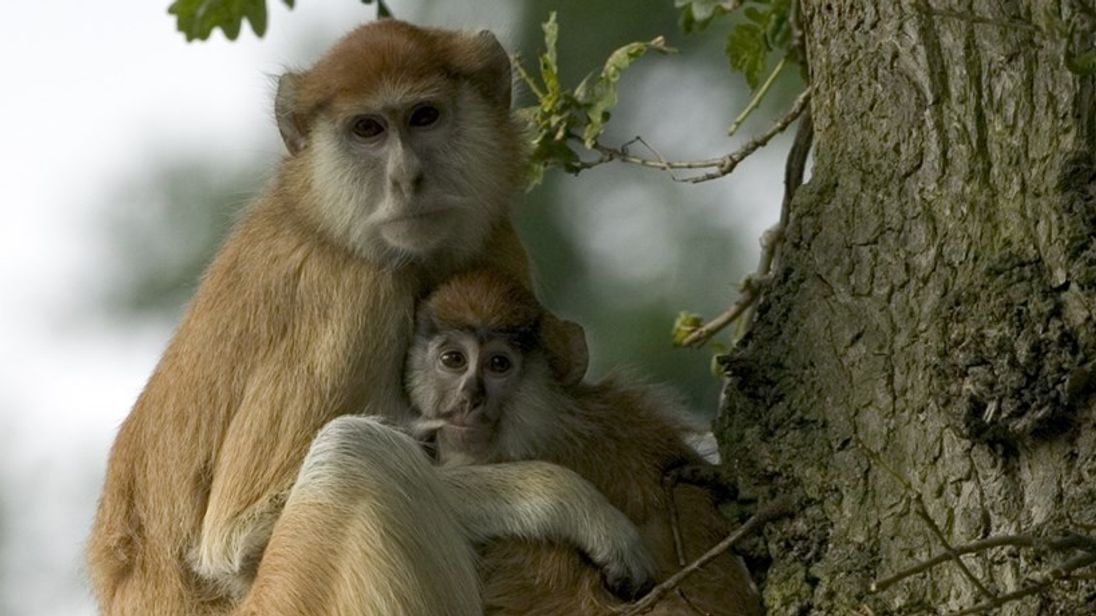 monkeys woburn safari park