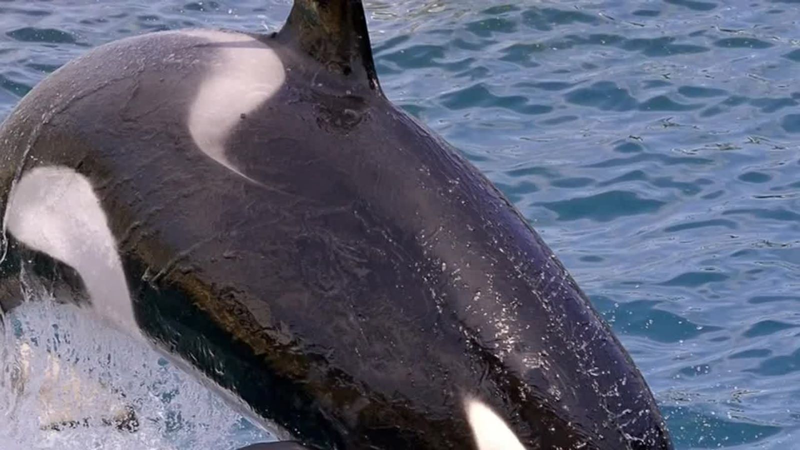 The Viral Jessica Radcliffe Orca Incident: Uncovering The Truth - 7ql3jr2