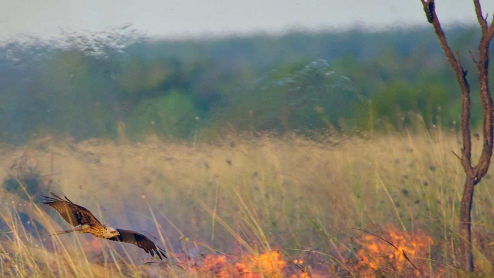 to draw how on animals facebook to raptors out bushfires spread do 'Firehawk' flush prey