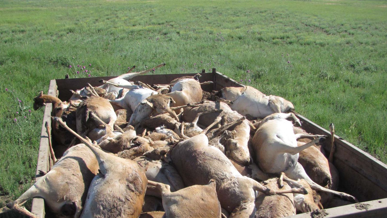 How 200 000 Antelope Suddenly Died