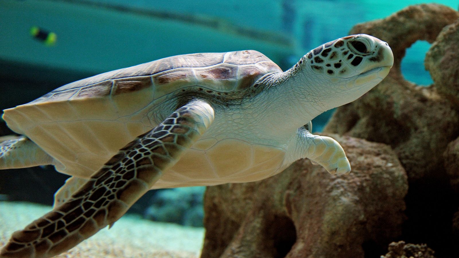 Climate change means most green sea turtles on the Great Barrier Reef