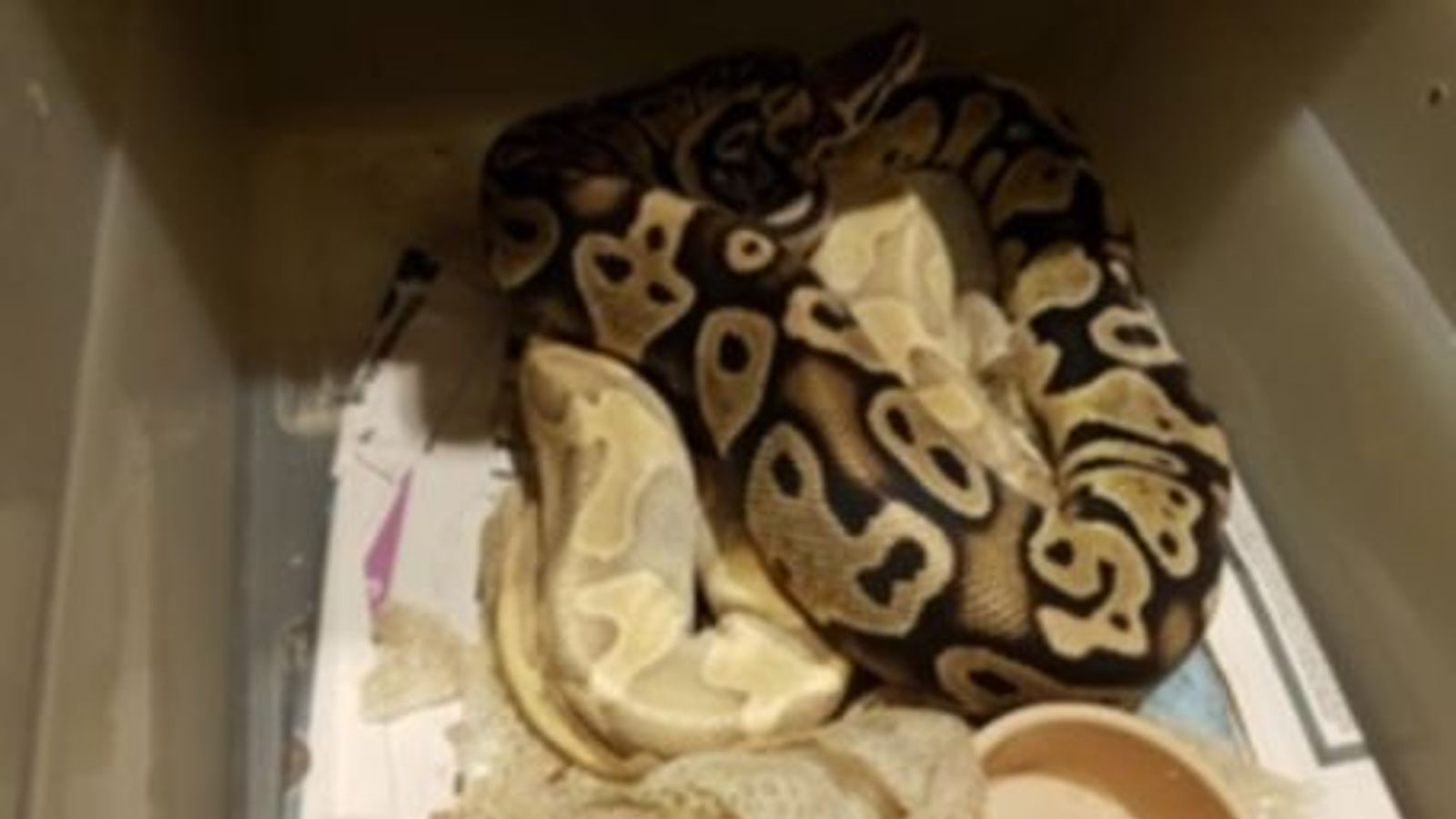 Crocodile and snakes found in Essex house by drugs raid police | UK ...