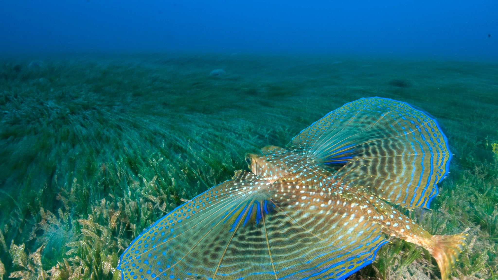 Mediterranean Sea  Jordi Chias: Underwater photography
