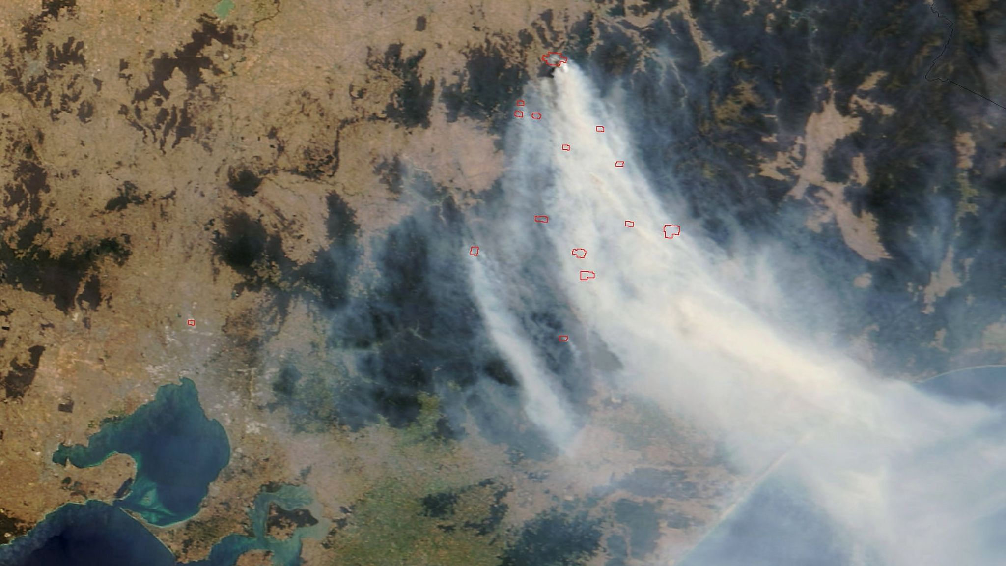 'Firehawk' raptors do spread bushfires to flush out prey, study finds ...