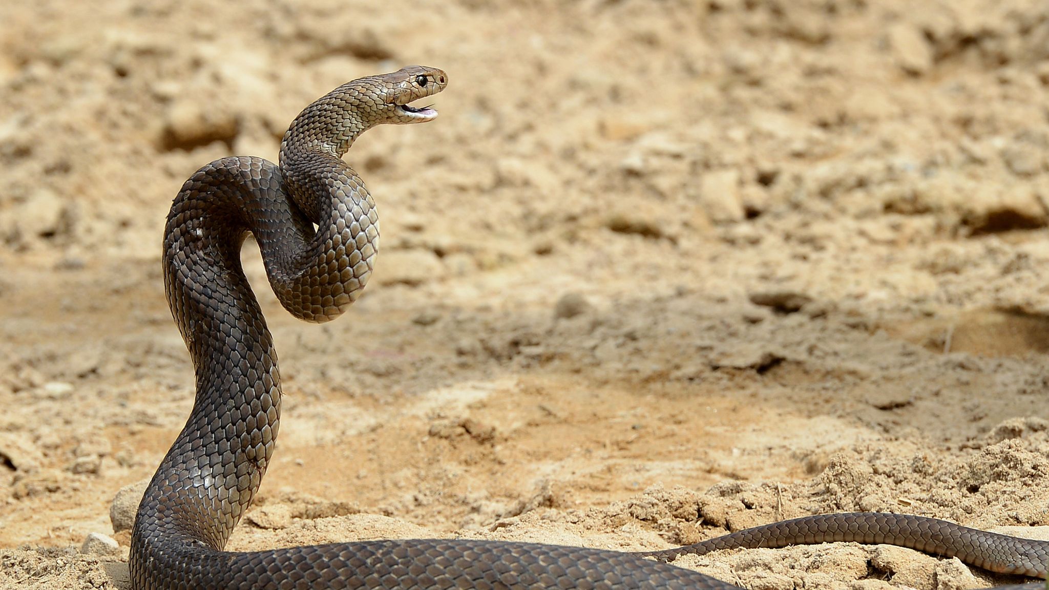 Mystery After Snake Eggs Found In Australia School Sandpit World News