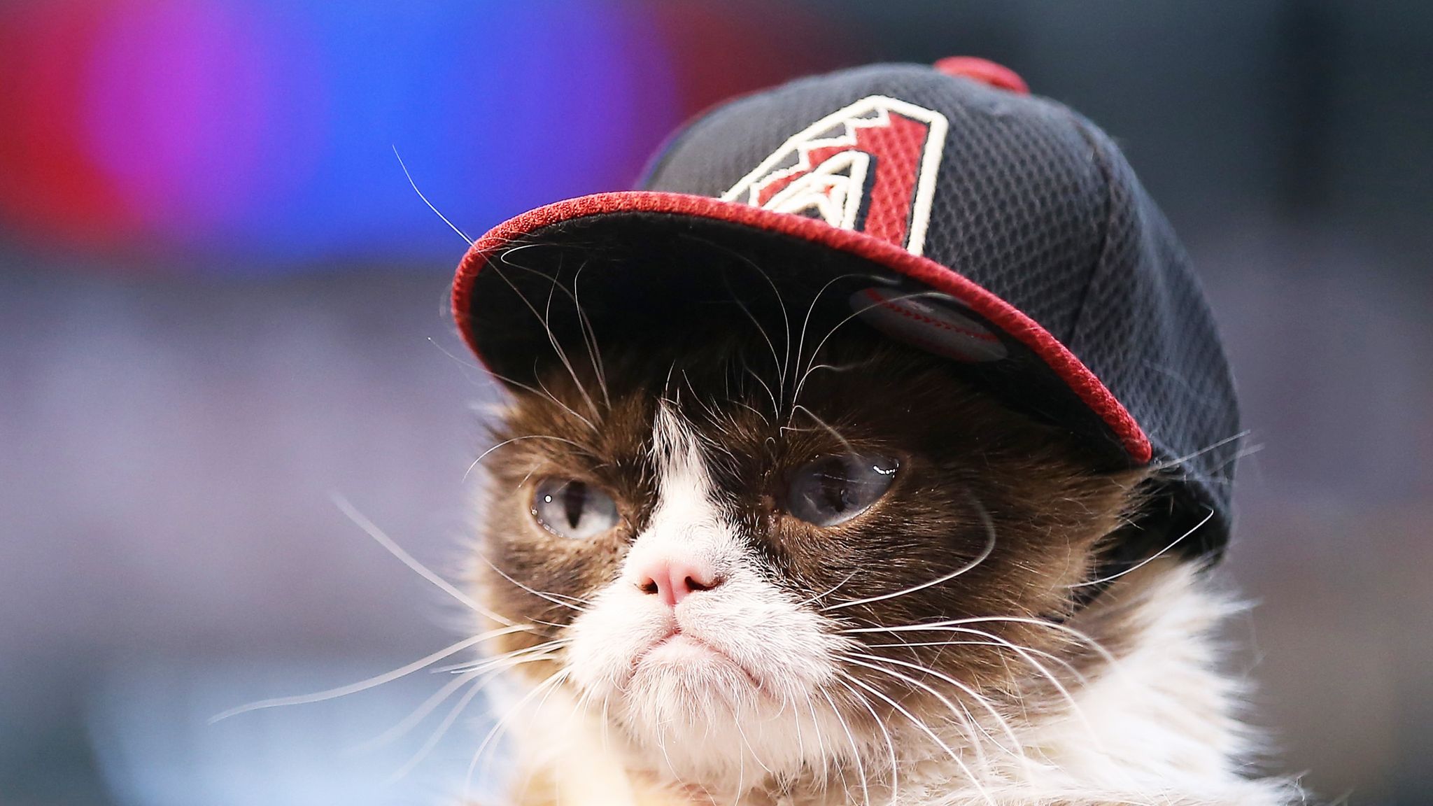 Grumpy Cat Wins 710000 Payout After Copyright Lawsuit Offbeat News