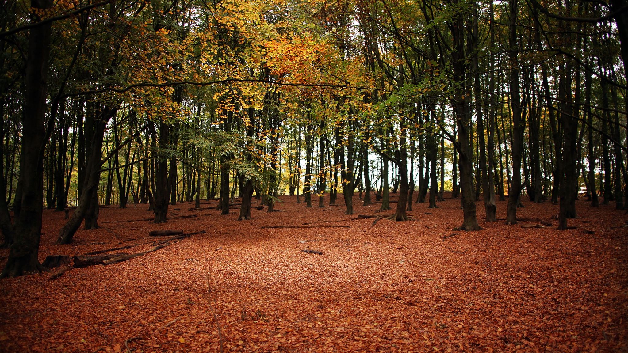 Millions of trees to be planted to create North of England forest UK