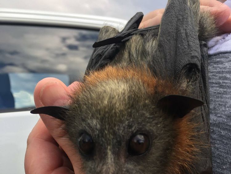 Hundreds Of Bats Die As Australia Heatwave Fries Their Brains
