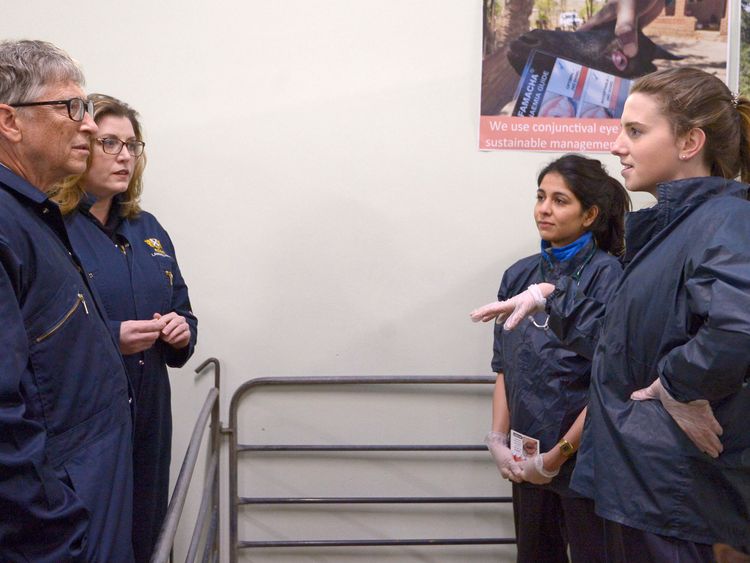 Image result for bill gates cows