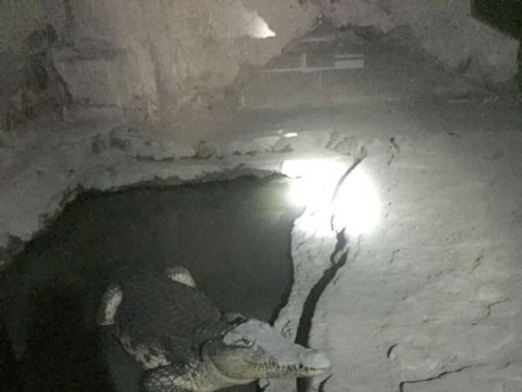 Police in St Petersburg found the crocodile in a basement. Pic: Russian Ministry of Internal Affairs