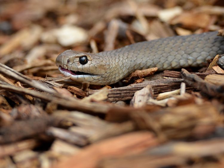 The Australian Reptile Park website describes the eastern brown snake as "temperamental and dangerous"