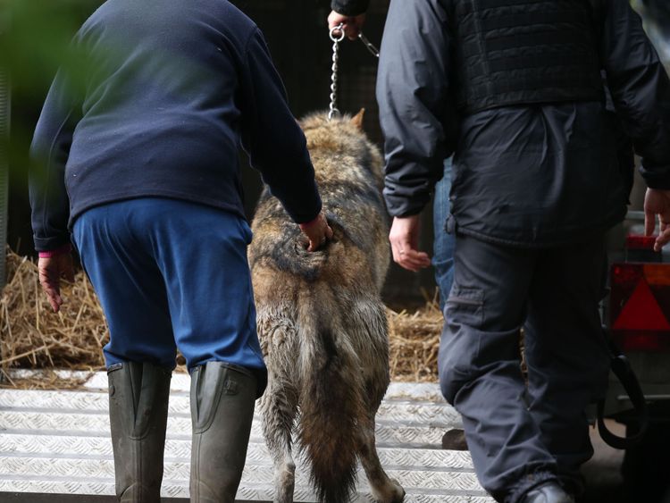 Back on the lead ... the wolf which escaped from the UK Wolf Conservation Trust&#39;s premises in Reading is returned to a trailer
